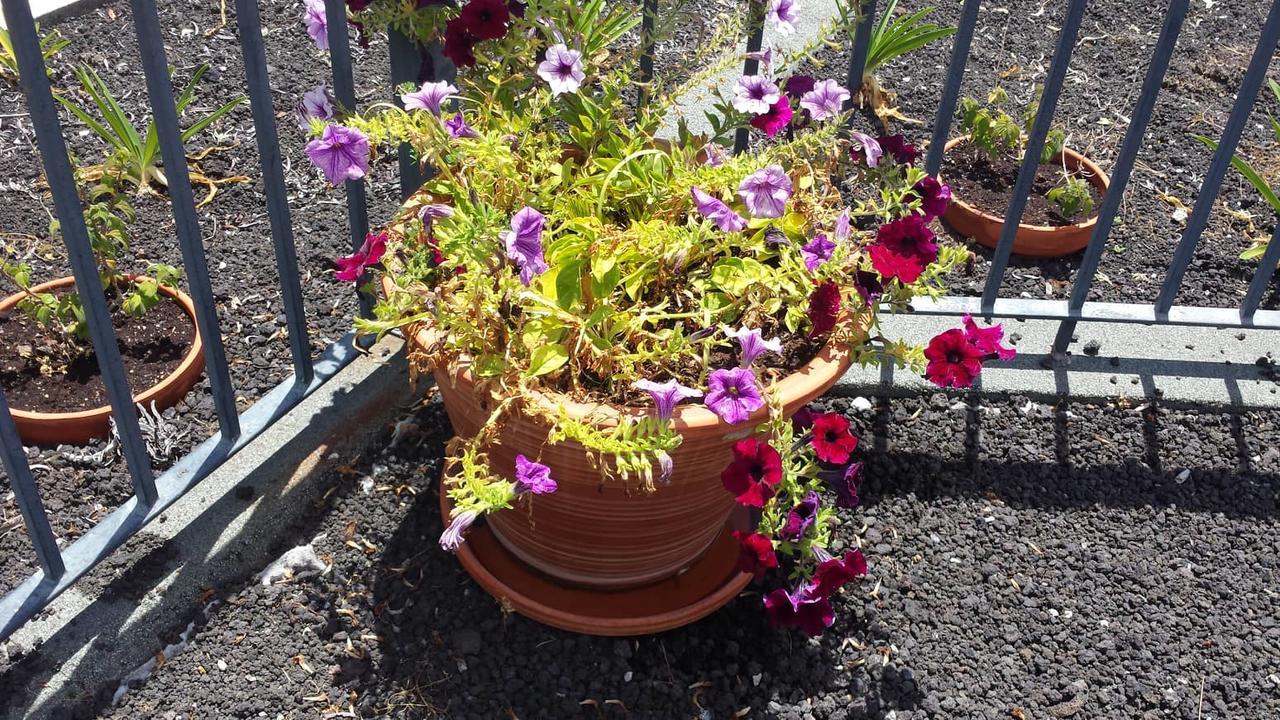 Paraiso Das Flores Estreito Da Calheta Exterior foto