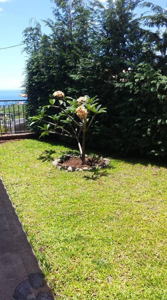 Paraiso Das Flores Estreito Da Calheta Exterior foto