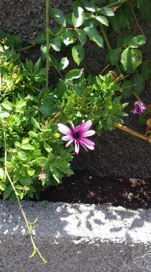 Paraiso Das Flores Estreito Da Calheta Exterior foto