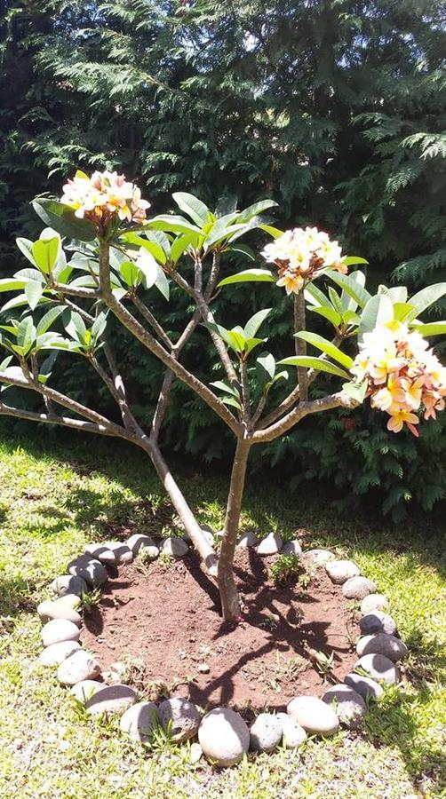 Paraiso Das Flores Estreito Da Calheta Exterior foto